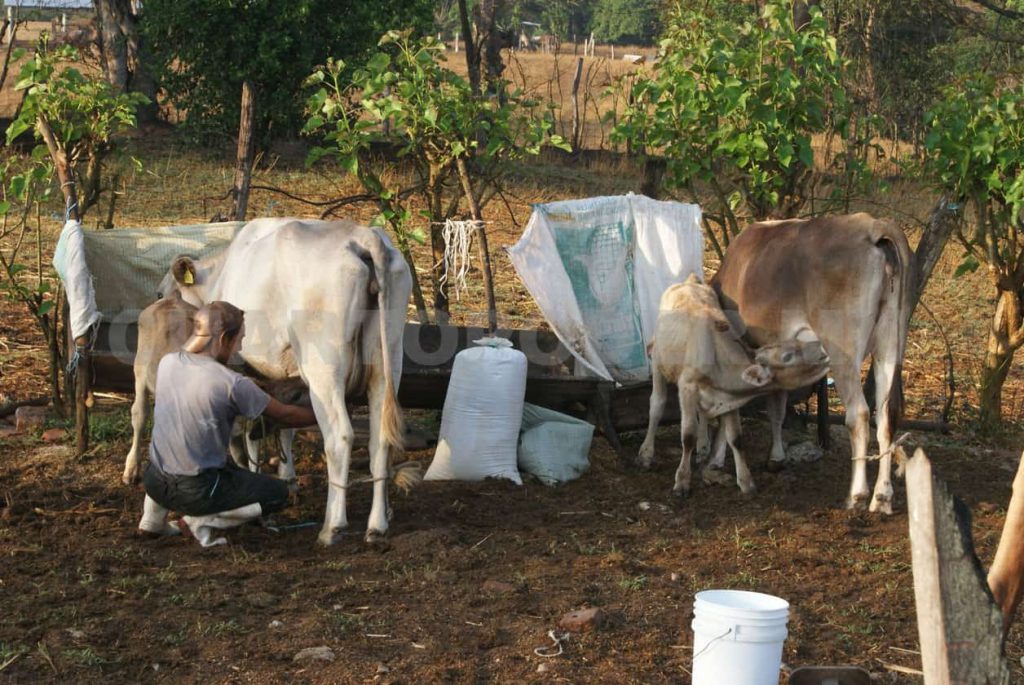 Ganaderos duplican producción de leche