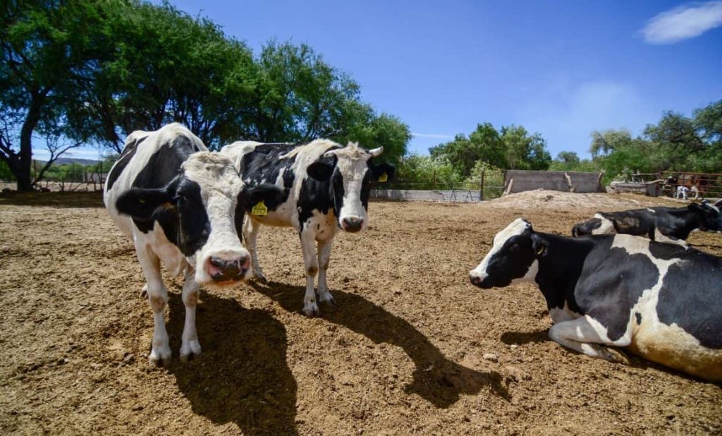 Gobierno de Jalisco promete no dejar solos a los productores de leche