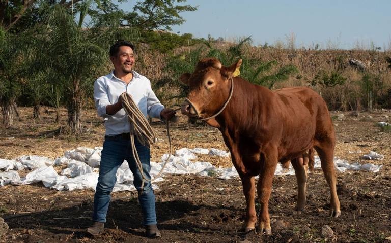 Inseguridad y cambio climático afectan a más de un millón de ganaderos en México