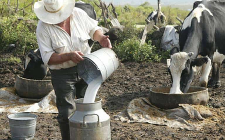 Jalisco genera dos de cada diez litros de leche que se consume en México