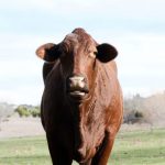 La ciencia ha creado una vaca que produce insulina en su leche