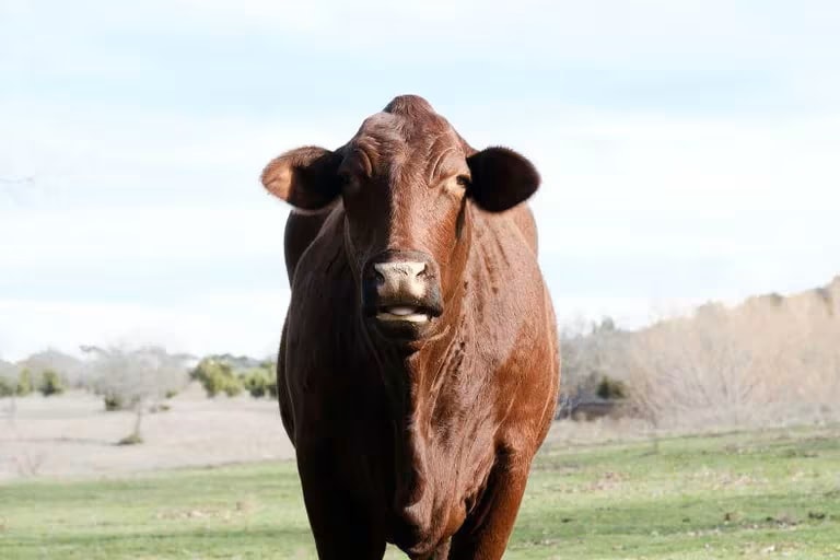 La ciencia ha creado una vaca que produce insulina en su leche