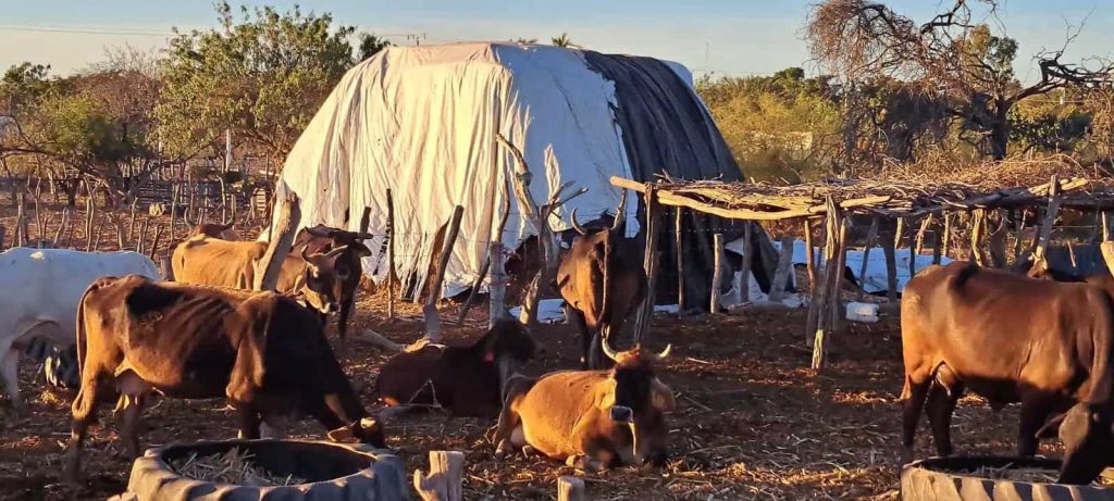 La sequía ya tiene atrincados a los ganaderos de las zonas serranas