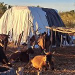 La sequía ya tiene atrincados a los ganaderos de las zonas serranas