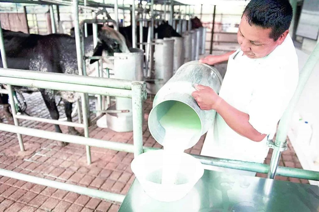 Leche en polvo, un peligro para productores y los hatos lecheros