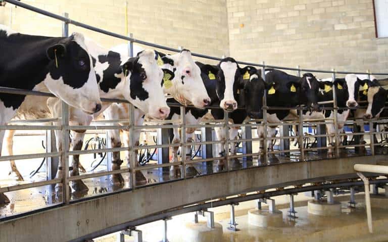 Producción de leche en polvo afecta industria