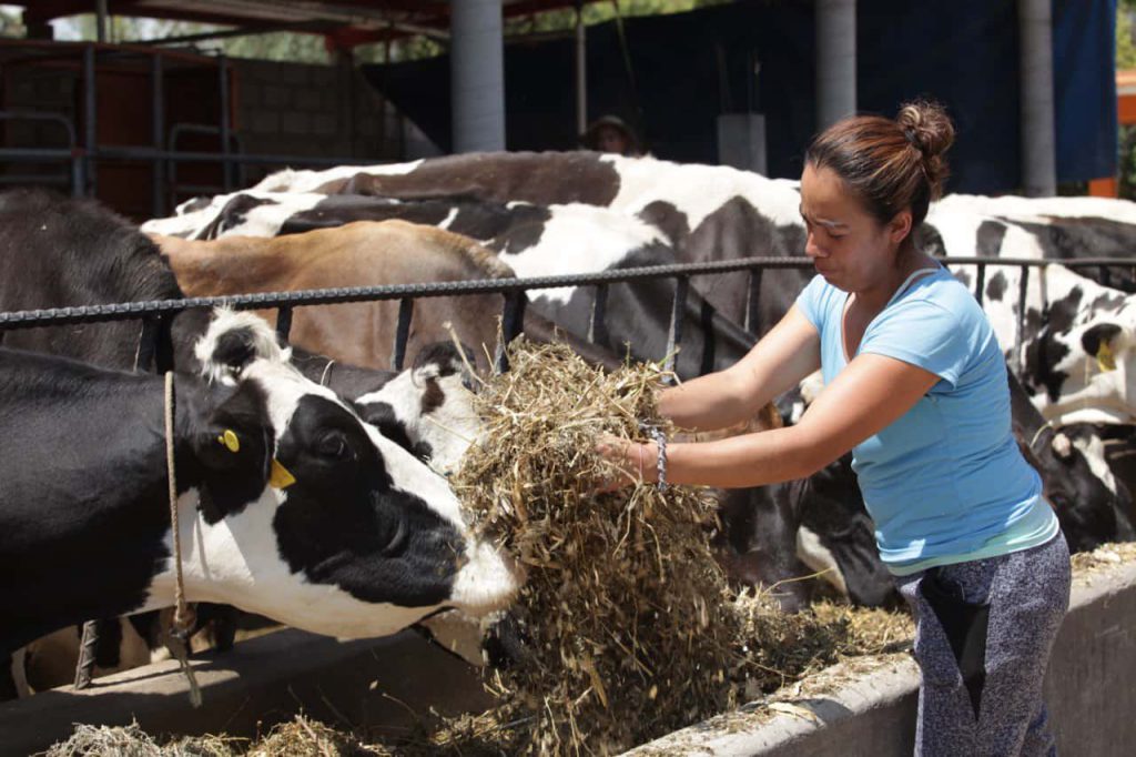 Producción lechera Un orgullo de la ganadería nacional