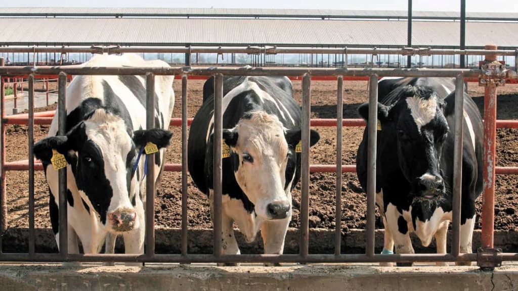 Productores de Jalisco denuncian que industrias privadas prefieren importar leche en polvo