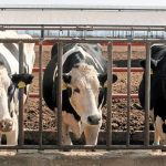 Productores de Jalisco denuncian que industrias privadas prefieren importar leche en polvo