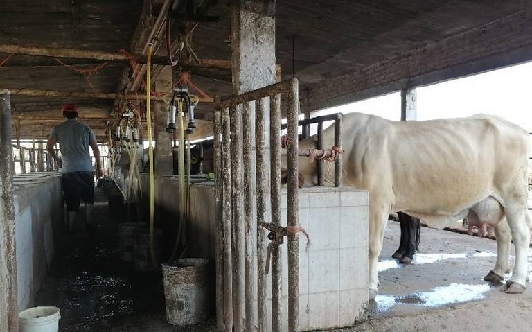 Productores de leche rompen negociaciones con pasteurizadoras