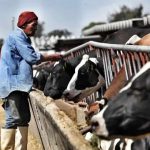 Productores de leche se dicen al borde de la quiebra