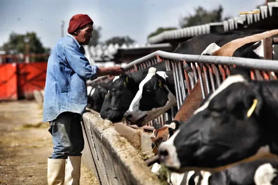 Productores de leche se dicen al borde de la quiebra