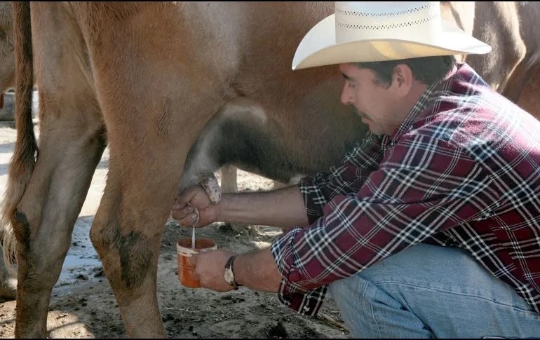 Qué tan bueno es tomar leche bronca