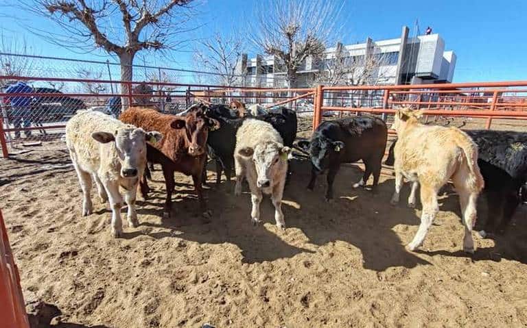 Se prevé una pérdida de hasta el 40% del hato ganadero en el estado