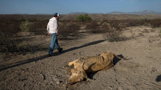 Sequía causaría pérdidas económicas en más de 50% de agricultores y ganaderos