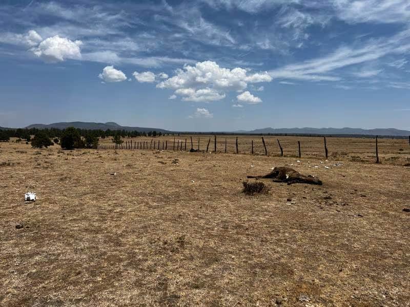 Sequía en Durango está en alerta roja Ganadería y agricultura viven crisis extrema