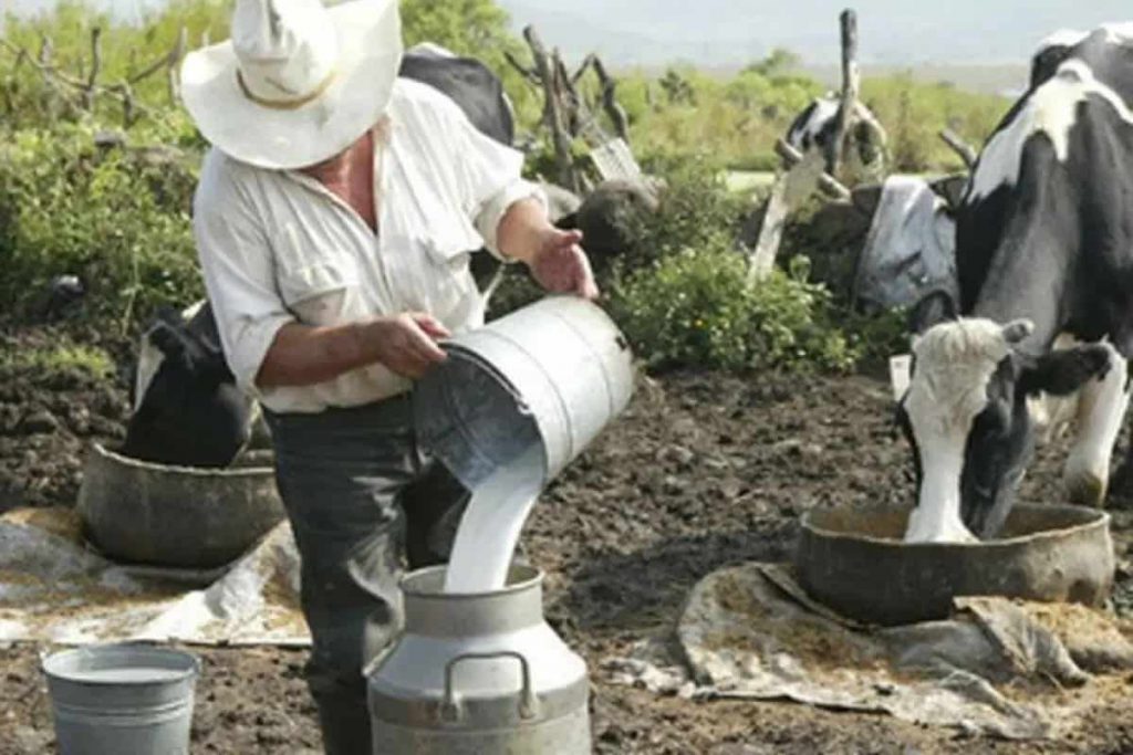 Sí hay riesgo de que productores ganaderos desaparezcan ante crisis de leche