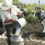 Sí hay riesgo de que productores ganaderos desaparezcan ante crisis de leche