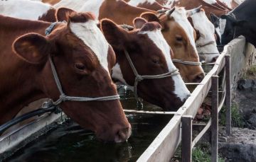 Sin agua no hay producción de leche