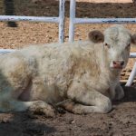 Tomará Sader establos lecheros para pruebas de erradicación de Tuberculosis bovina