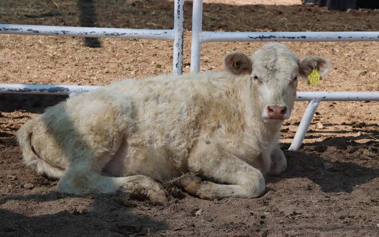 Tomará Sader establos lecheros para pruebas de erradicación de Tuberculosis bovina