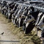 Vacas lecheras dan positivo por influenza aviar en Texas y Kansas