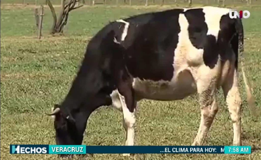 Vacas producen más leche por altas temperaturas registradas en Veracruz