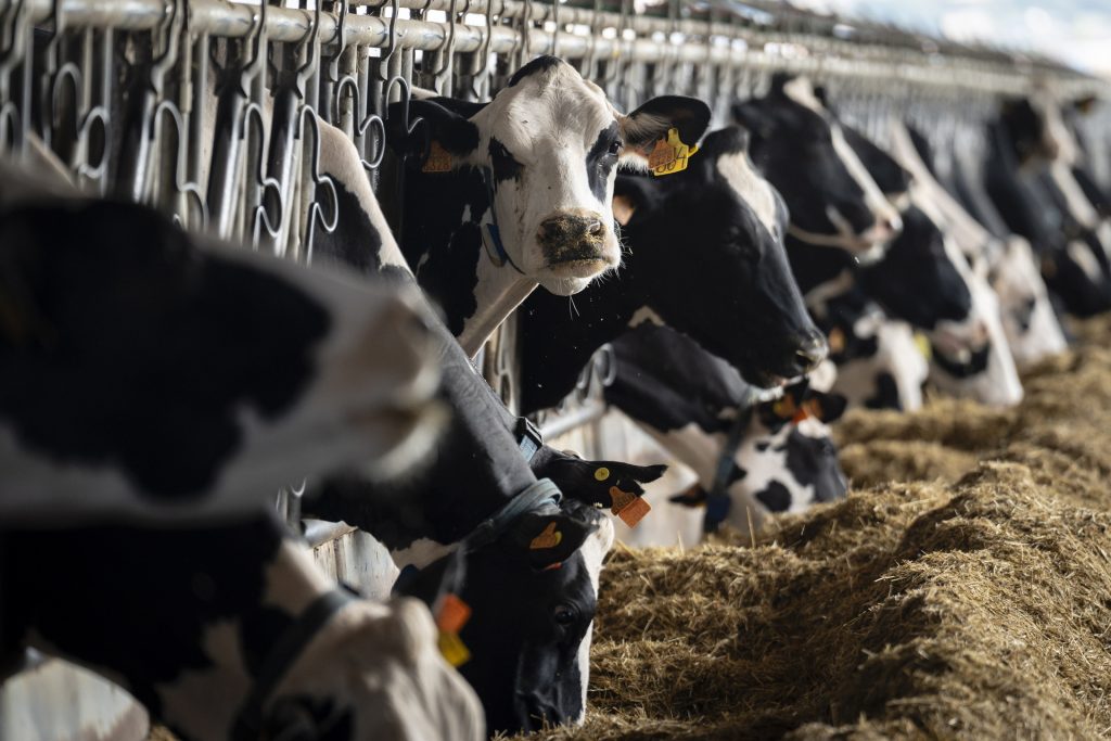AMLO incumplió con productores lecheros; ya van 50 mil toneladas de leche importada