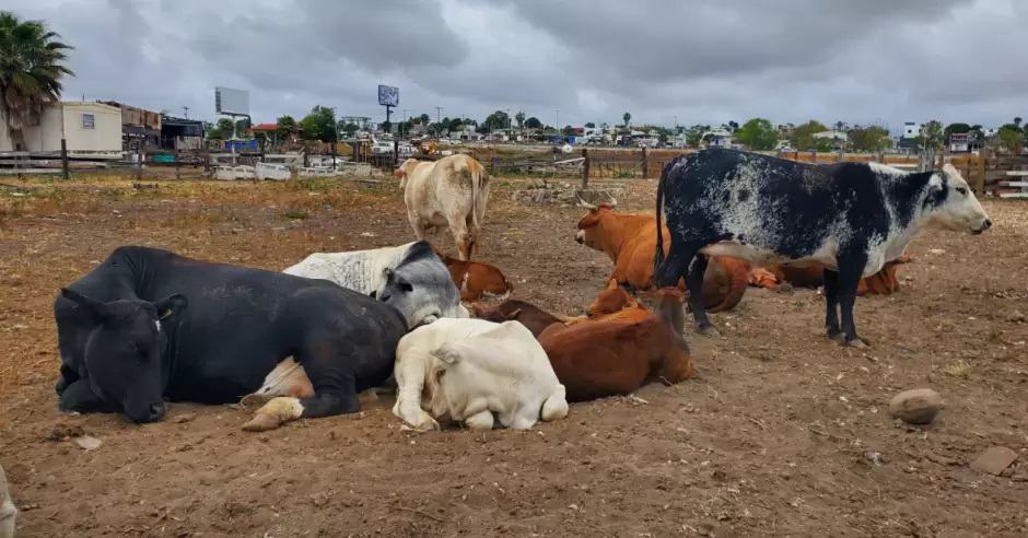 Adopta Agricultura medidas para prevenir influenza aviar en bovinos