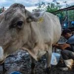 Afloran casos de brucelosis por consumo de leche y queso contaminados Ganaderos