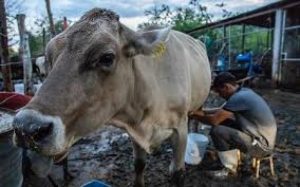 Afloran casos de brucelosis por consumo de leche y queso contaminados Ganaderos