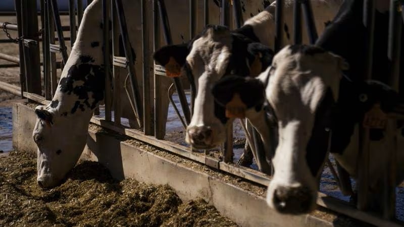 Brote de gripe aviar en leche de vaca desata pánico en mercados ganaderos