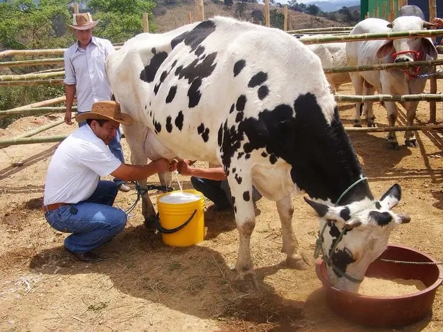 Caen producción de leche y carne por estiaje en Veracruz2