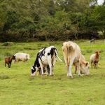 Comportamientos Mixtos en la Industria Pecuaria, Hasta Febrero