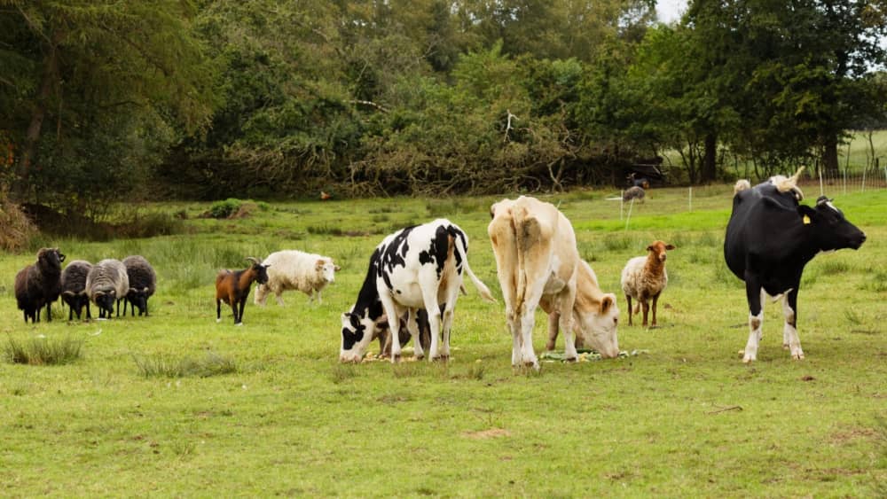 Comportamientos Mixtos en la Industria Pecuaria, Hasta Febrero