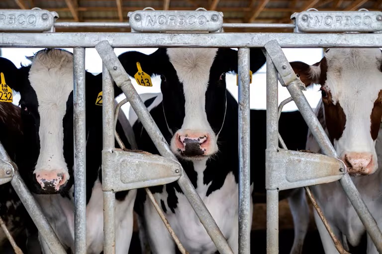 Crecen los casos de gripe aviar en vacas