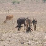 Cuatro de cada 10 ranchos cerraron por la sequía e inseguridad UGRT