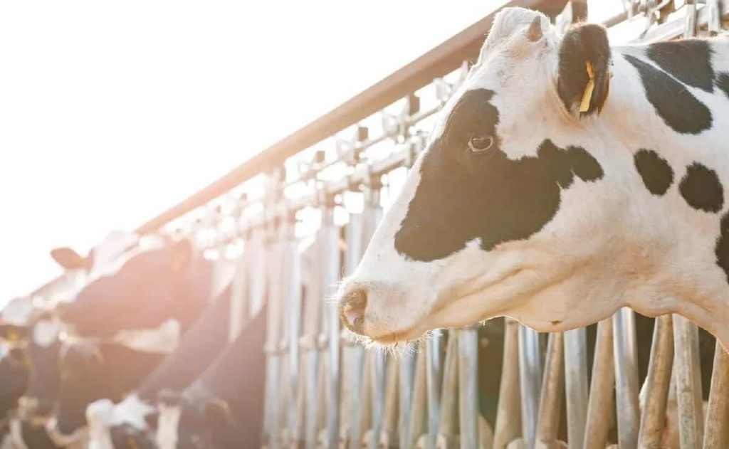 Detectan brote de gripe aviar en vacas en Texas se puede beber la leche