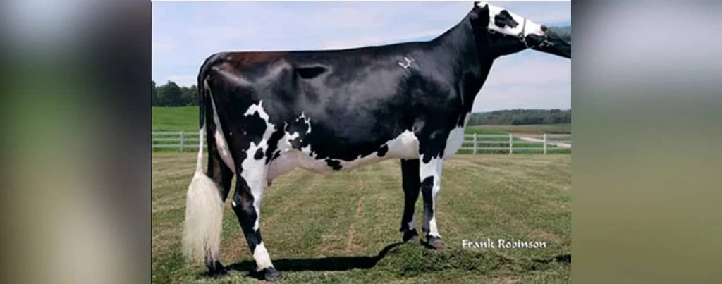 El auge del triple cruce para producir leche en Argentina