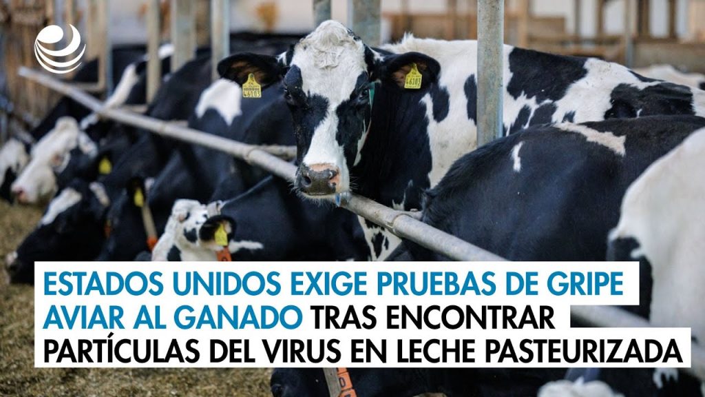 Estados Unidos exige pruebas de gripe aviar al ganado tras encontrar partículas del virus en leche pasteurizada