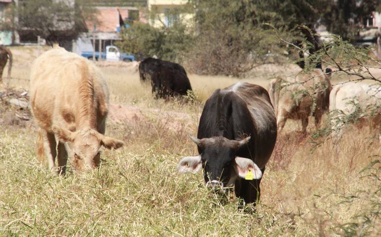 Incrementa el robo de ganado en rancherías