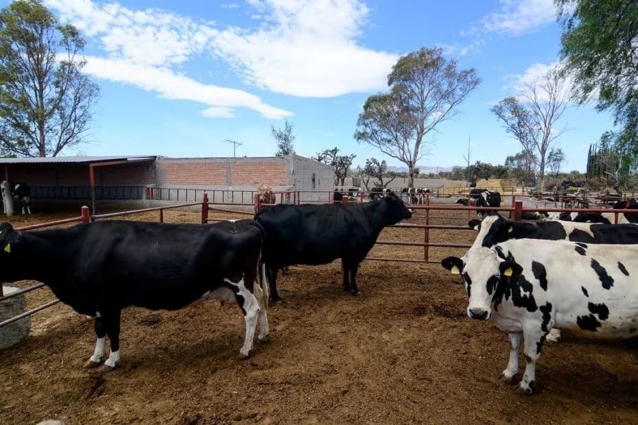 Intentan fortalecer sector lechero en Jalisco