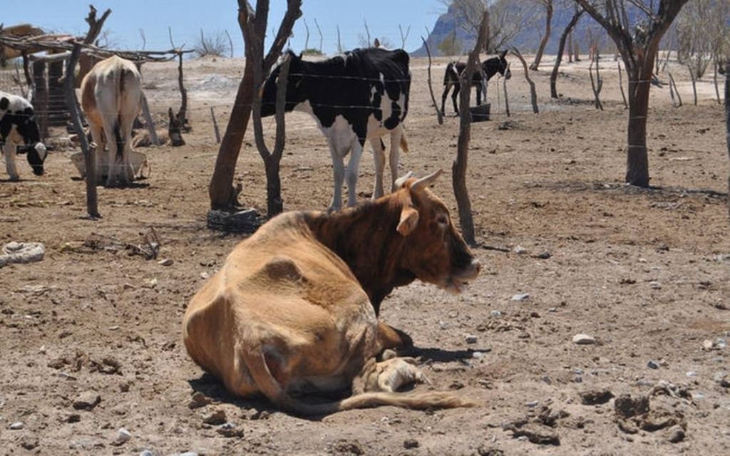 La ganadería de Chiautla, en grave situación por la sequía