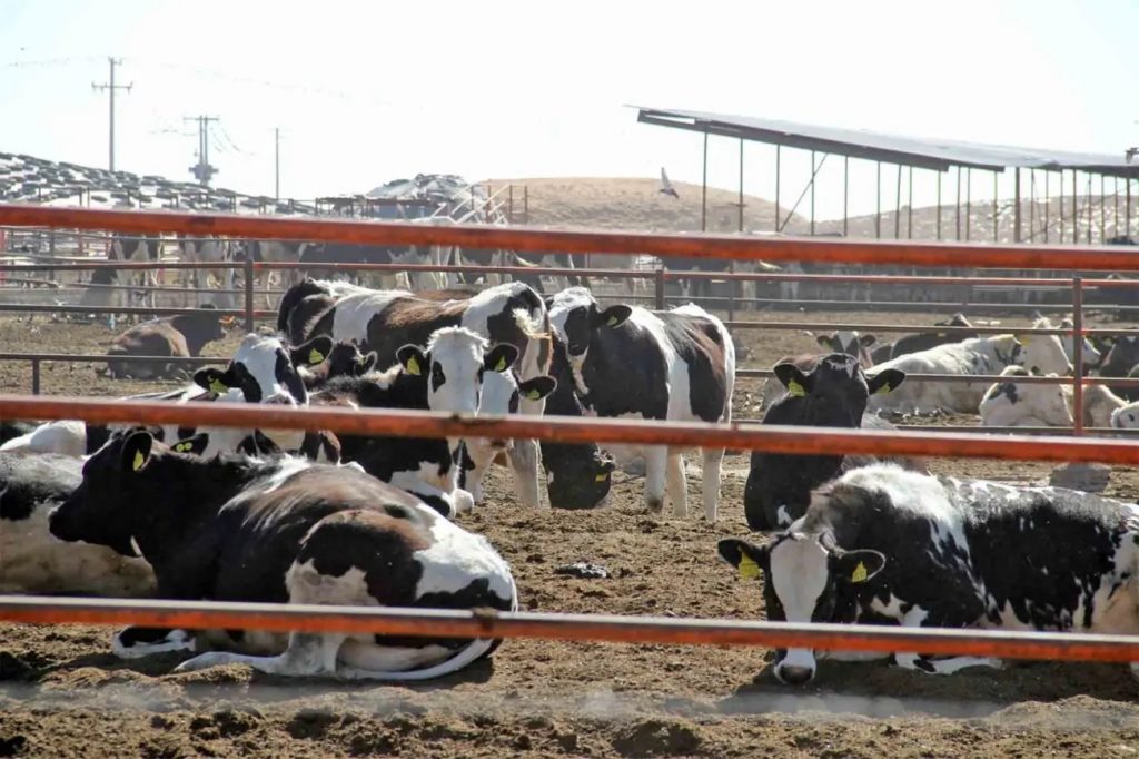 Leche mexicana segura Femeleche casos de Influenza Aviar en EE. UU. en el ganado no representan riesgo