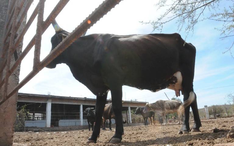 Logran ganaderos aumento del litro de leche en Mazatlán