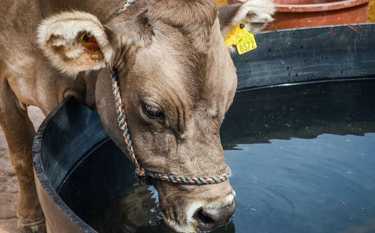 México vigila ganado importado de EU por casos de gripe aviar en vacas lecheras