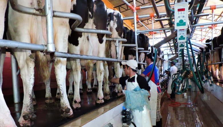 Productores lecheros ya están al borde de la desesperación