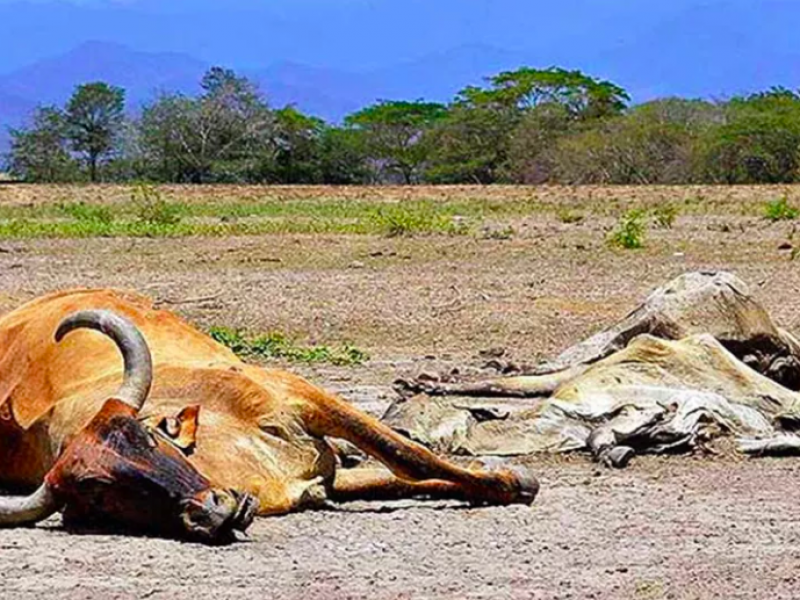 Reportan muerte de ganado por sequía