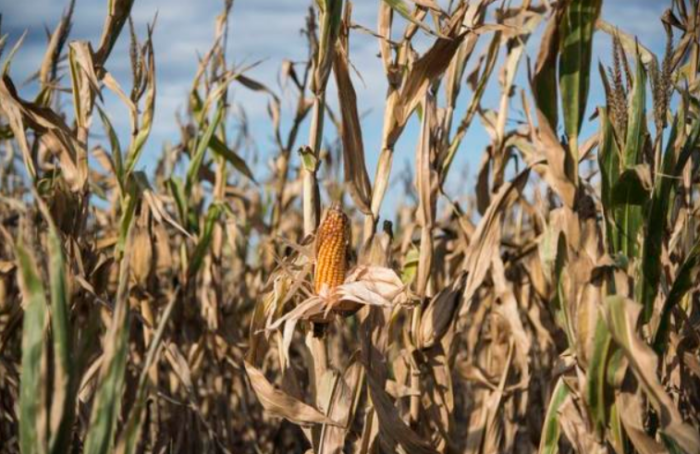 Sequía impactará la producción y el costo de alimentos, leche y carne este 2024