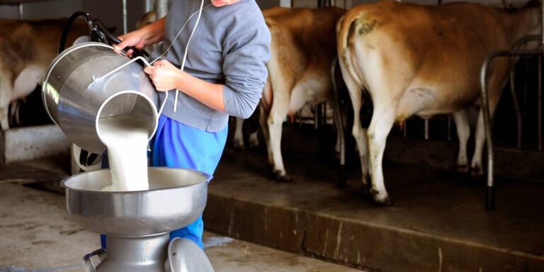 Sequía provoca disminución en la producción de leche Unión Ganadera